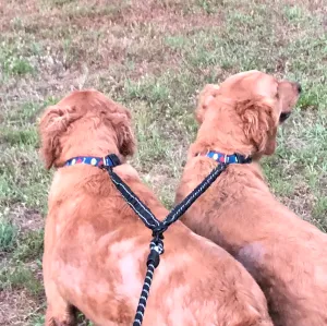 Dual Bungee Leash Add-On Helps Walk 2 dogs - Black or Pink
